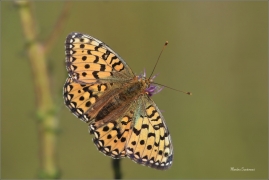 <p>PERLEŤOVEC VELKÝ ( (Argynnis aglaja) ---- /Dark green fritillary - Großer Perlmutterfalter/</p>